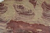 Huge, Polished Domal Stromatolite Slab - Western Australia #239344-1